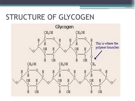 Glycogen Function - Image to u