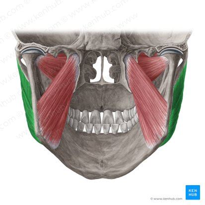 Masseter muscle: Anatomy, origin, insertion, function | Kenhub