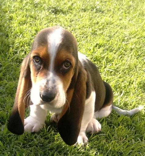 Pin by Manasa on future | Basset hound, Basset puppies, Hound puppies