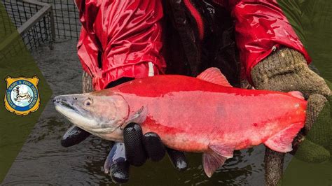 Kokanee Salmon Spawning - YouTube