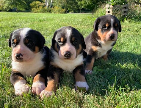 Greater Swiss Mountain Dog Size, Temperament, Lifespan and Pictures