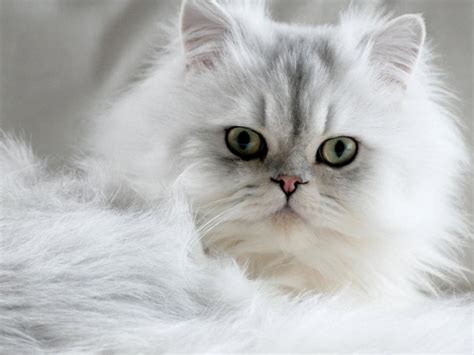 Persian - Cat Breed Guide | Spot