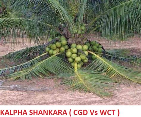 Dwarf coconut varieties in the production of hybrid coconut - Farm Questions - FarmNest India ...