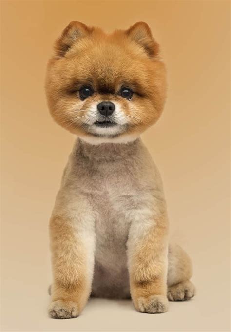 Pomeranian Haircut Styles - Expert Groomer Explains