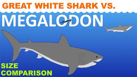 Megalodon Shark Size Comparison Chart