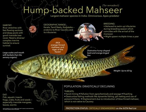 Hump-backed Mahseer: Facts, Habitat, Threats | Roundglass | Sustain