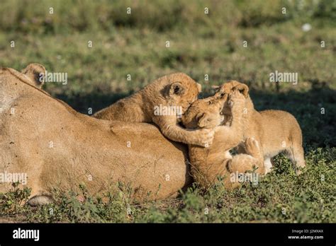 Lion cubs playing Stock Photo - Alamy