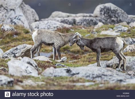 Bighorn Sheep Fighting High Resolution Stock Photography and Images - Alamy