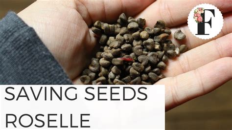 Saving Roselle Seeds - Gardening for Beginners Cut Flower Farm Growing Flowers from Seed Easy ...