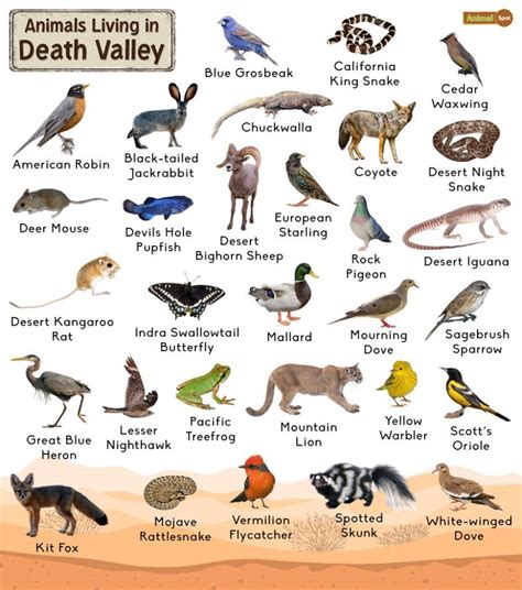 Death Valley Animals – Facts, List, Pictures