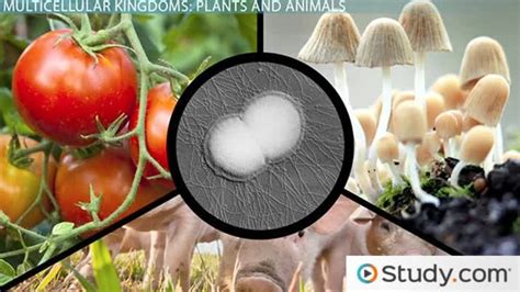 Multicellular Organism: Examples & Definition - Video & Lesson Transcript | Study.com