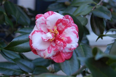 bwisegardening: Winter Roses - Camellias for Zones 6