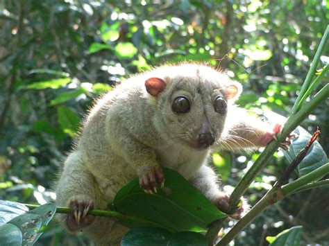 Let's Draw Endangered Species! : ): Black-spotted Cuscus