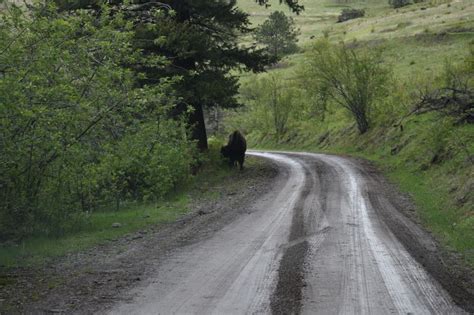 Don't Miss the Bison Range in Montana - Modern Day Time Traveler