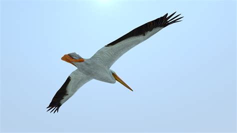 pelican flying 3ds