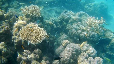 6 Beautiful Coral Reefs in India - Holidify