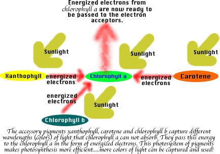 Photosynthesis: Photosynthetic Plant Pigments