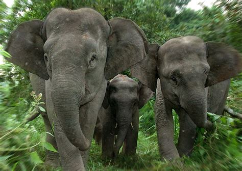 Sumatran Elephant | The Life of Animals