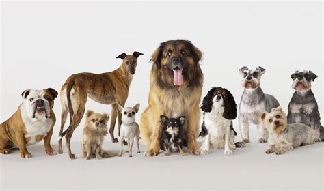 The 7 Types of Dog Breeds