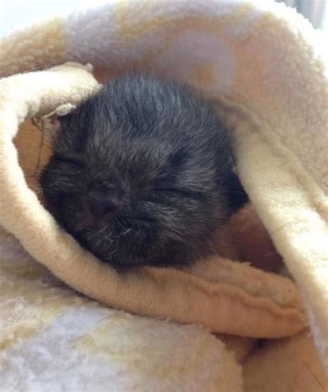 Orphan Kitten Found in Pouring Rain...With Umbilical Cord Still Attached - National Kitty