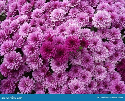 Purple Chrysanthemum Natural Background Stock Image - Image of amazing, color: 136193007