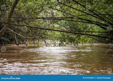 Full Flooding in the River. Stock Image - Image of jungle, environment: 257523831