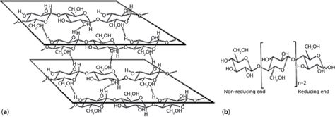 3 Cellulose structure showing hydrogen bonds (a) and two hydroxyl end ...