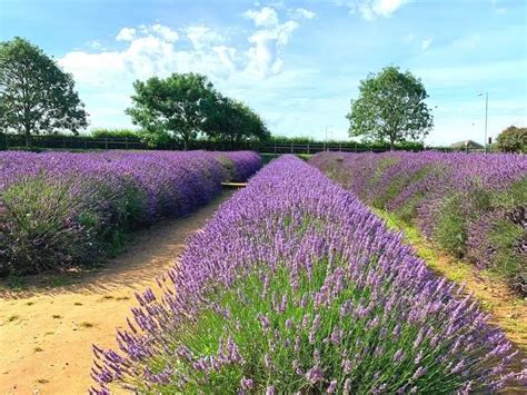 Norfolk Lavender - A Complete Visitor’s Guide | Written by a Local