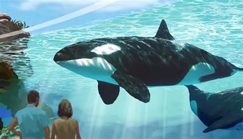 SeaWorld's Latest Promise To Its Orcas Is 'A Joke' | Orcas in captivity ...