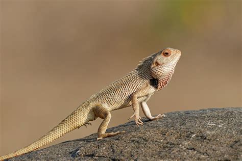 Adaptations in lizards — lesson. Science State Board, Class 6.