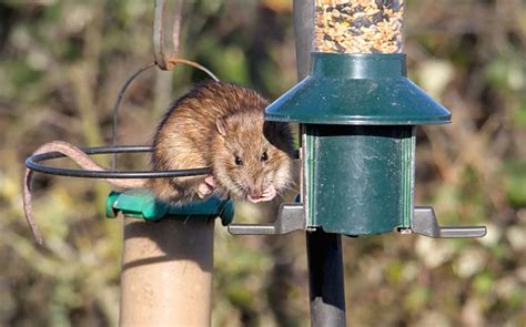 How To Keep Rats Away From Bird Feeders: Our List of Do’s and Don’ts