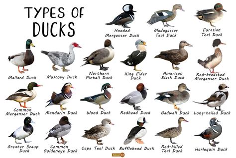 Pin by Savannah Rose on Types of | Duck species, Types of ducks, Pet ducks