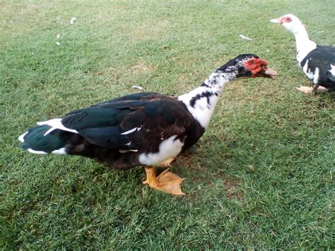 Muscovy | Ducks | Breed Information | Omlet