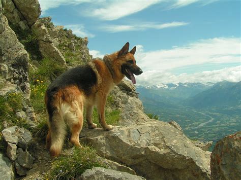 German Shepherd Puppies Dogs Wallpaper - Pictures Of Animals 2016