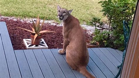 Panther Encounters in Florida Due to Habitat Loss, Officials Say | The ...