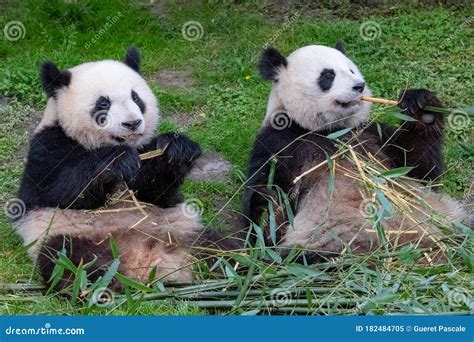 Giant pandas, bear pandas stock image. Image of playing - 182484705