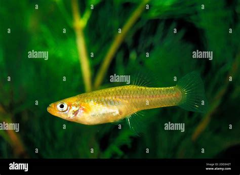 Mosquito Fish, gambusia affinis Stock Photo - Alamy