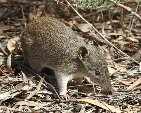 Southern Brown Bandicoot - Facts, Diet, Habitat & Pictures on Animalia.bio