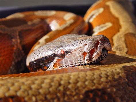 How to Care for Your Blood Python | Reptile Supply