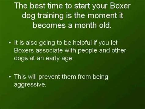 Boxer Dog Training - Quick Tips You Can Use to Train Your Boxer - YouTube