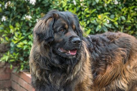 Leonberger Hund (Charakter, Ernährung, Pflege)