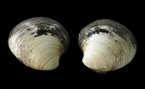 Quahog Clam Photograph by Wanamaker Et Al/bangor University/science Photo Library - Fine Art America