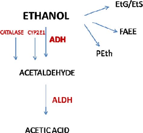 Figure 1 from Development and application of an LC-MS method for the alcohol biomarker ...