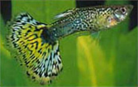 Tropical Fish International Pte Ltd -- Fishes -- Guppies