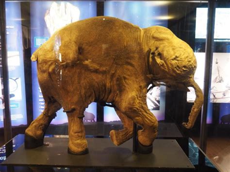 Australian Museum Welcomes Woolly Mammoth to Sydney - The Kid Bucket List