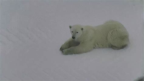 Polar Bear Live Stream Camera - Wapusk National Park | Explore.org