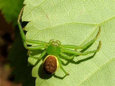 Diaea dorsata - Green Crab Spider - arthropodafotos.de