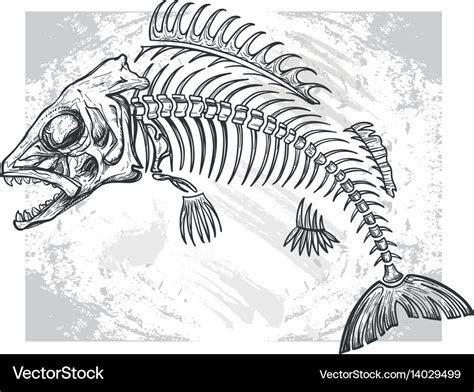 Fishbone drawing Royalty Free Vector Image - VectorStock