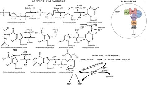 Scheme of de novo purine synthesis (DNPS), the salvage pathway, the... | Download Scientific Diagram