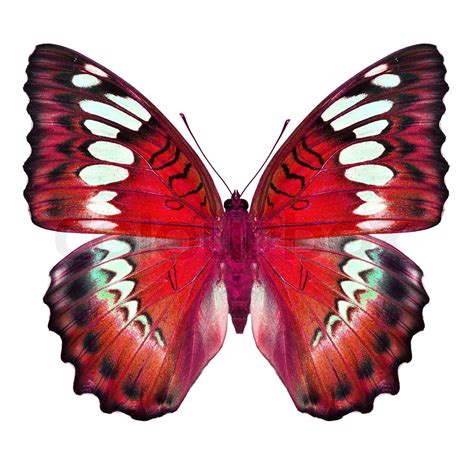 red butterfly | Stock image | Colourbox